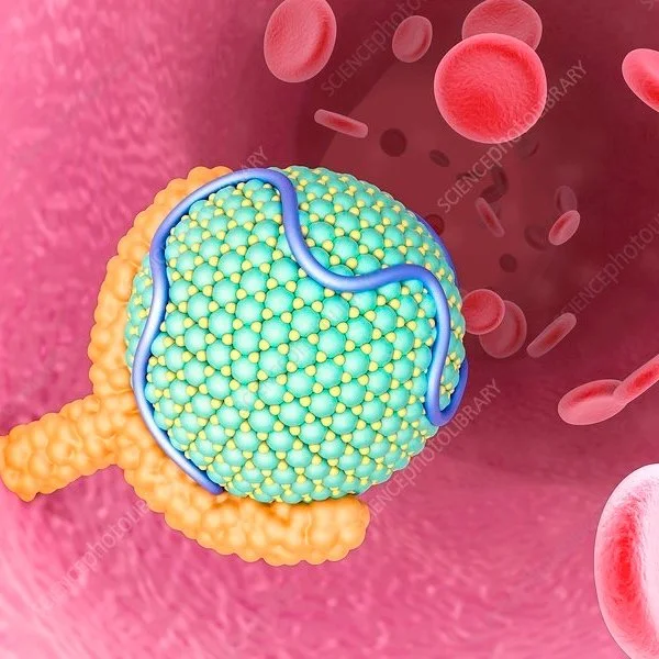 Cholesterol 101 - Discover the Truth About Cholesterol