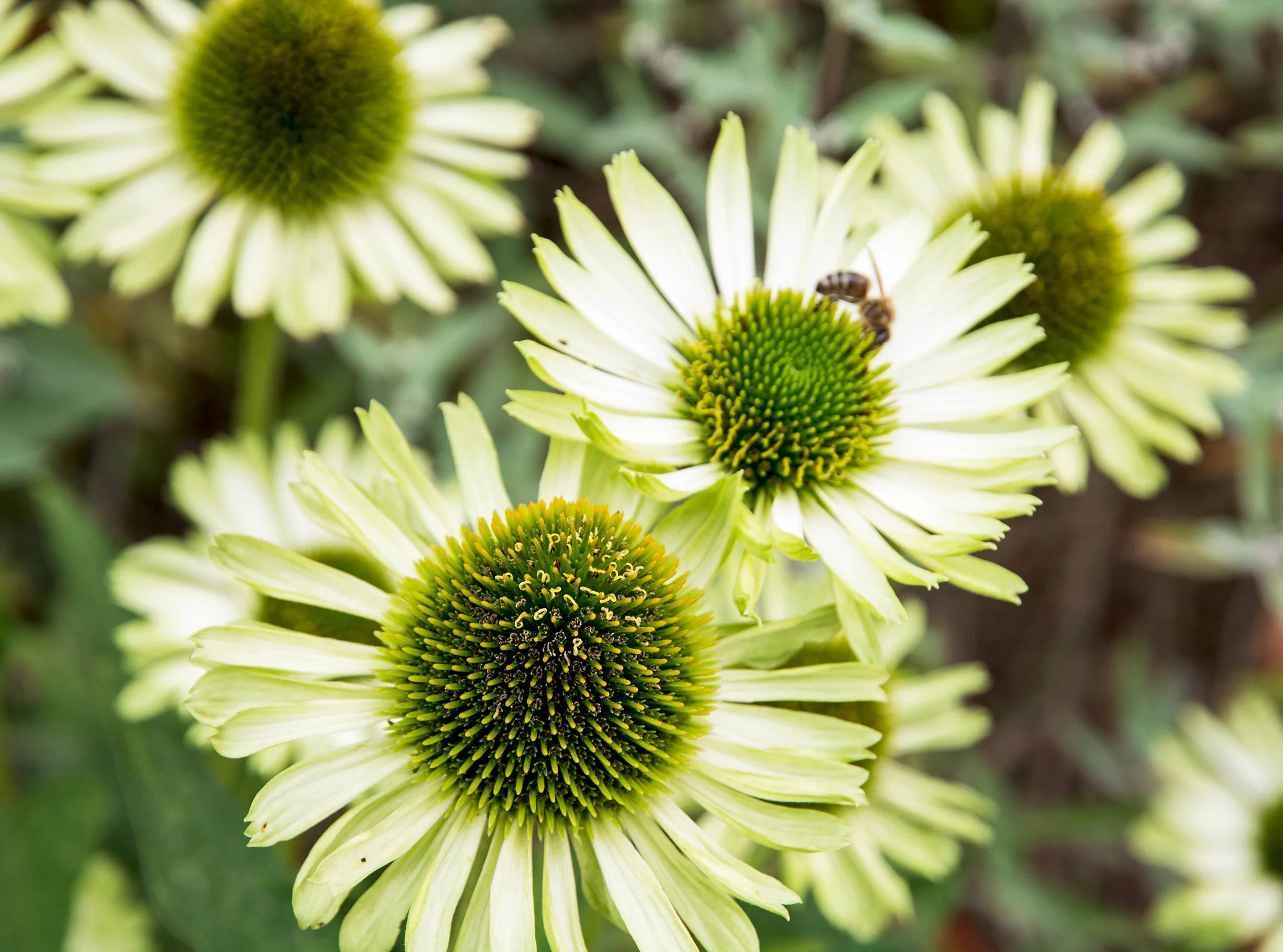 high summer, echinacea's moment