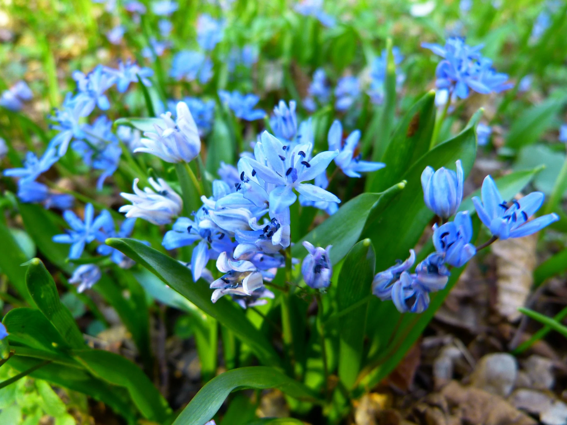 squill ( scilla siberica )