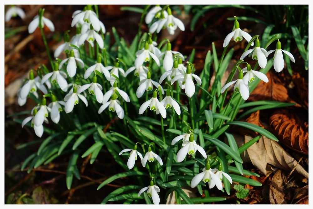 snowdrop-1025059_1920.jpg