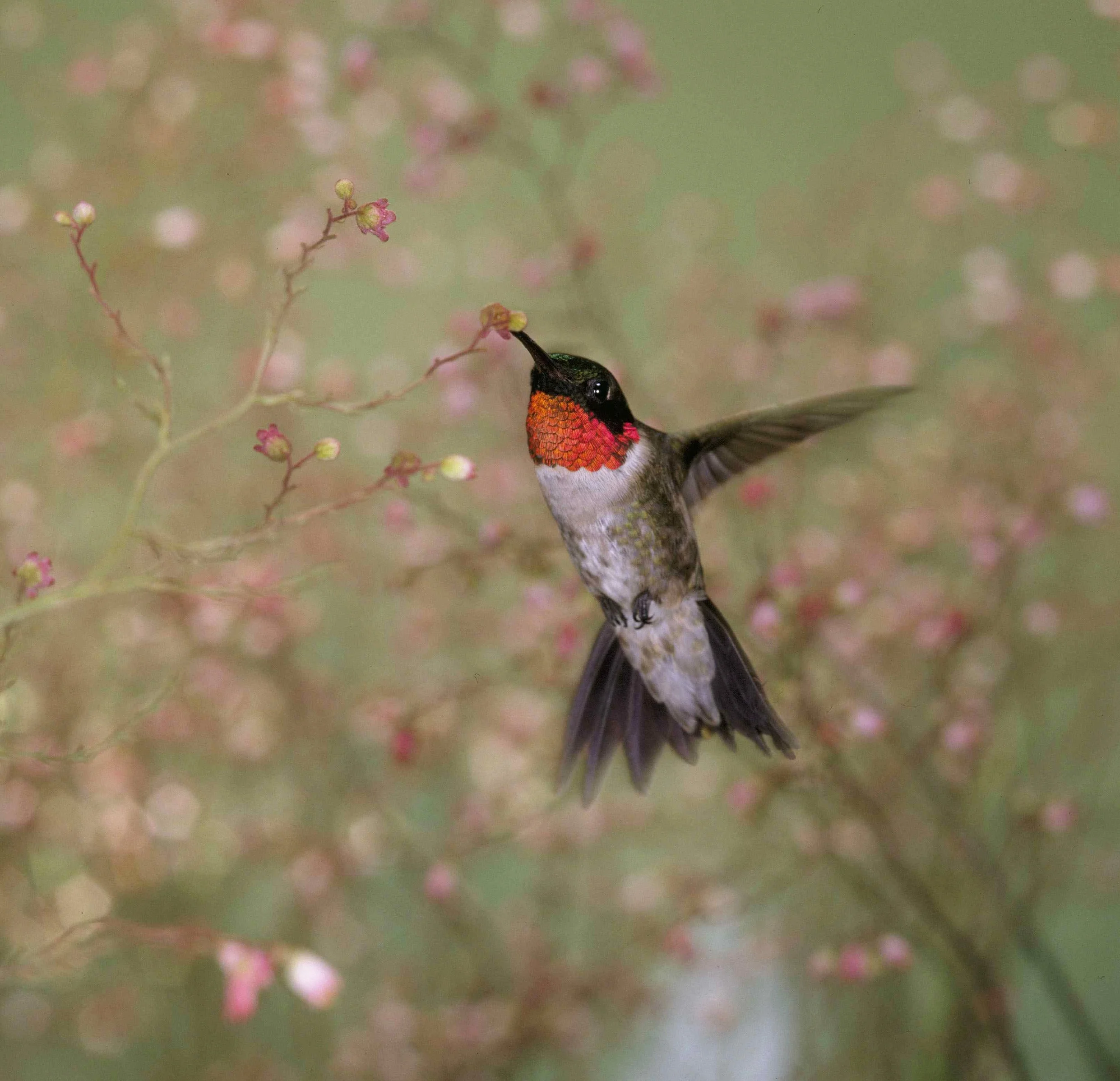 male ruby-throated hummingbird