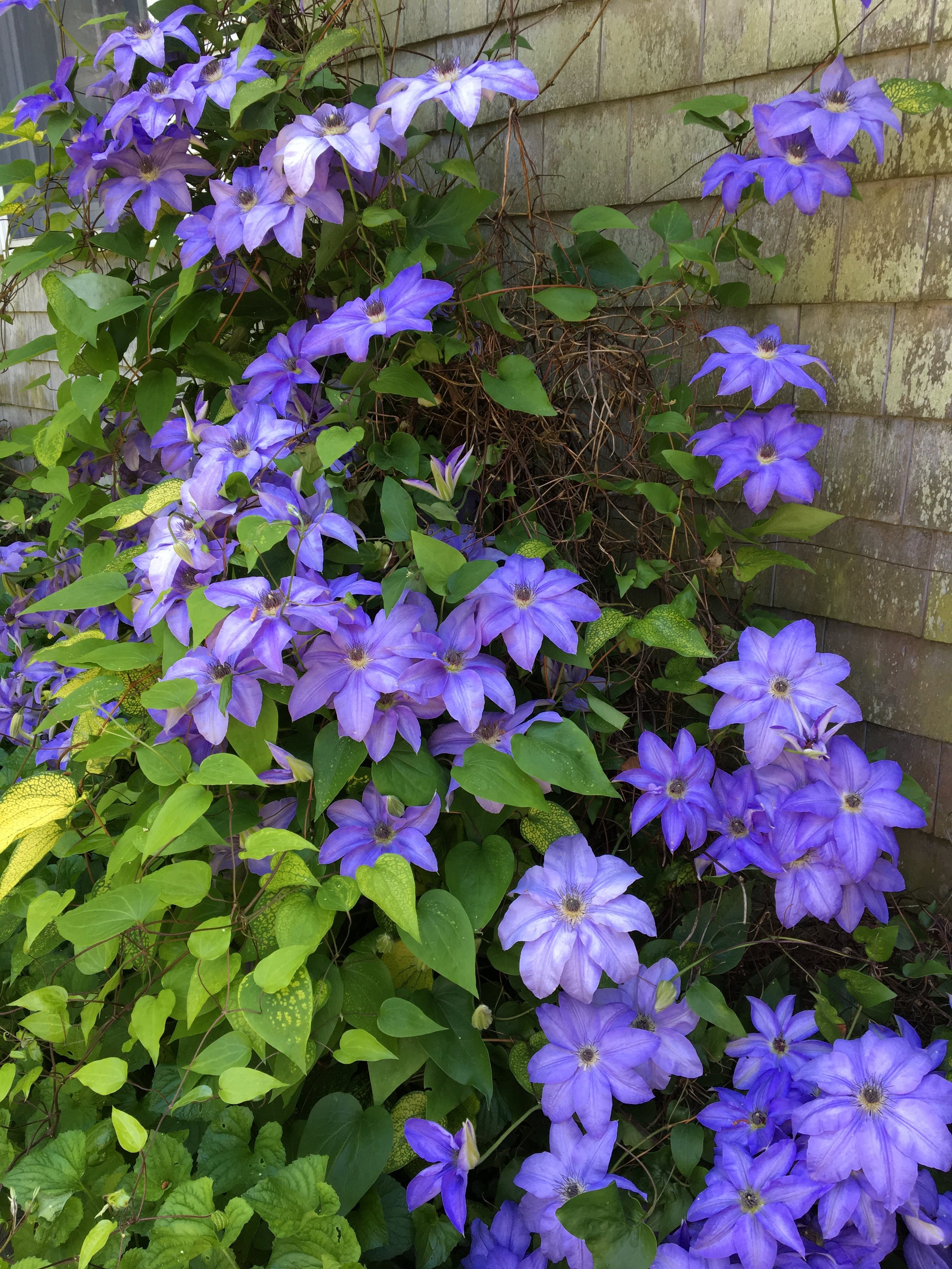 A garden in Barnstable. View gallery (4)