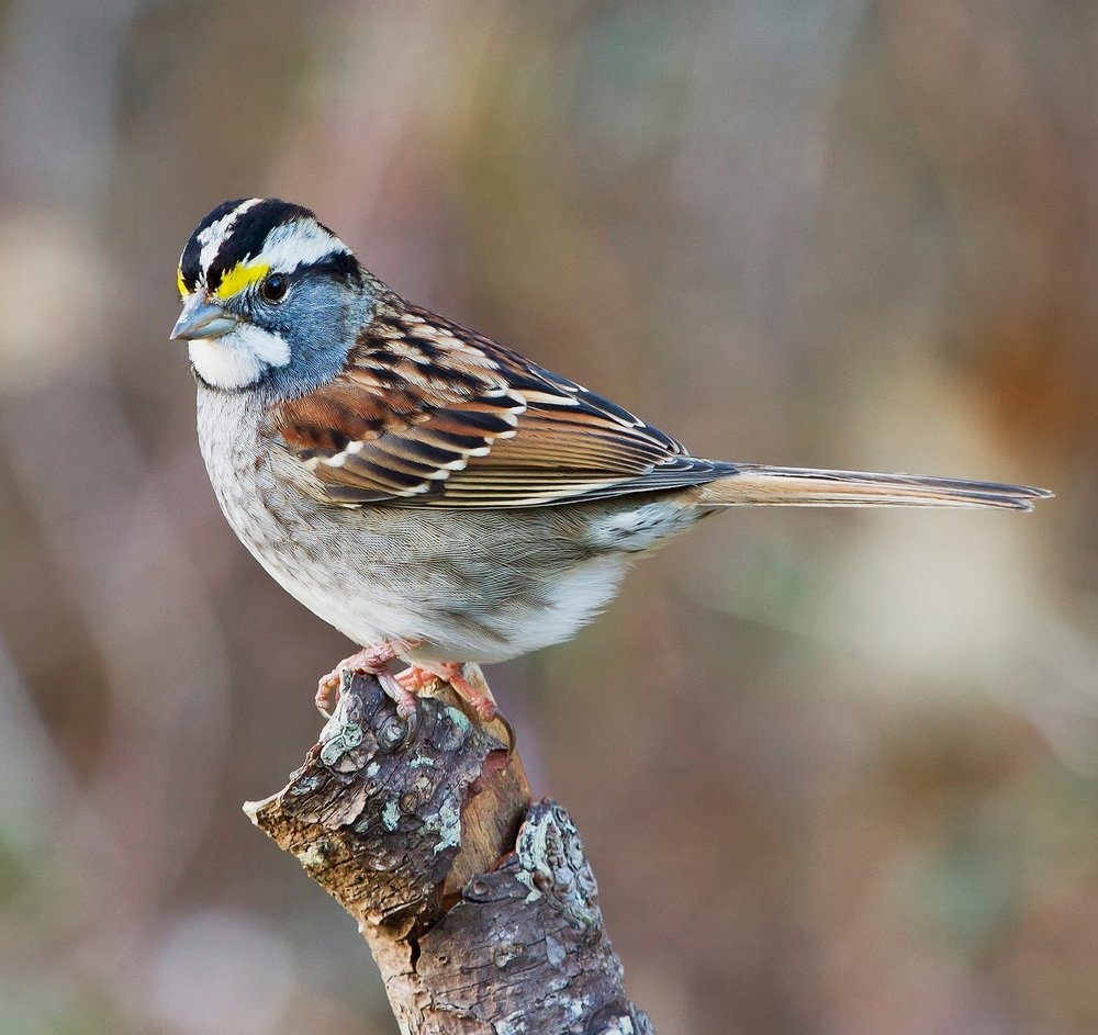 White-throated sparrow