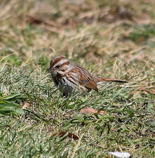 Song sparrow