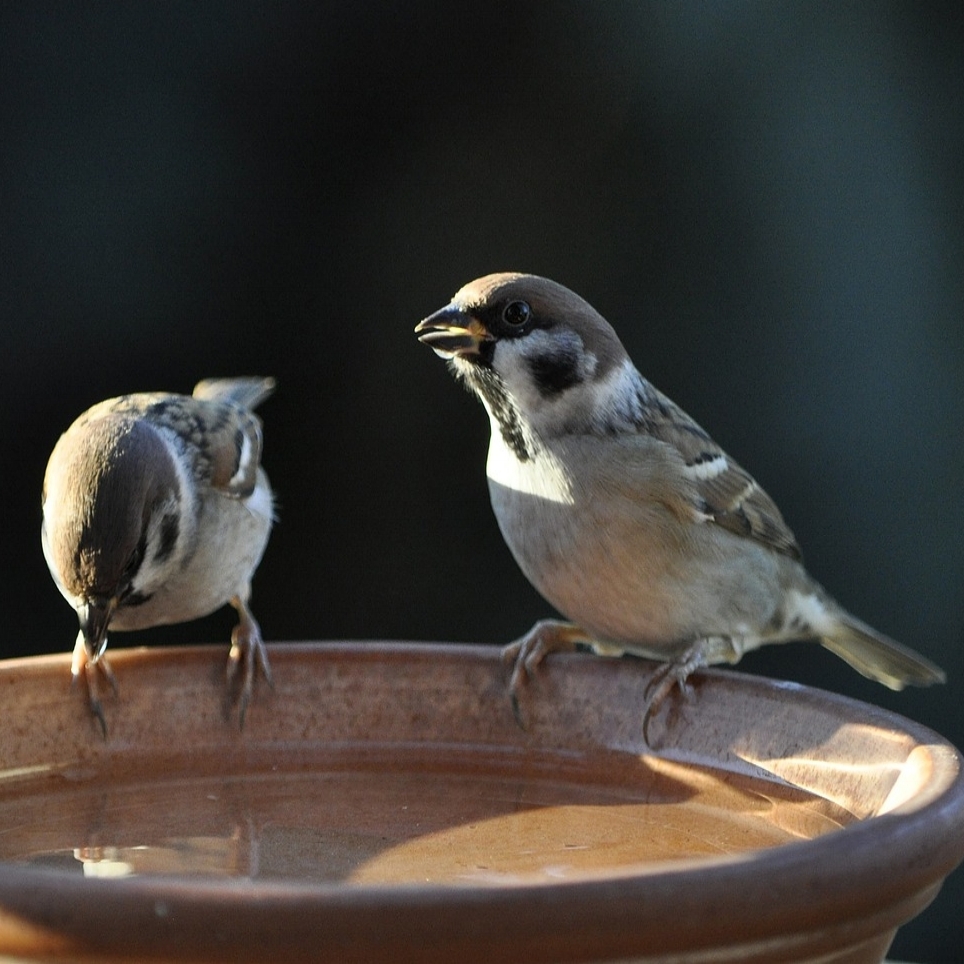 Tree sparrow