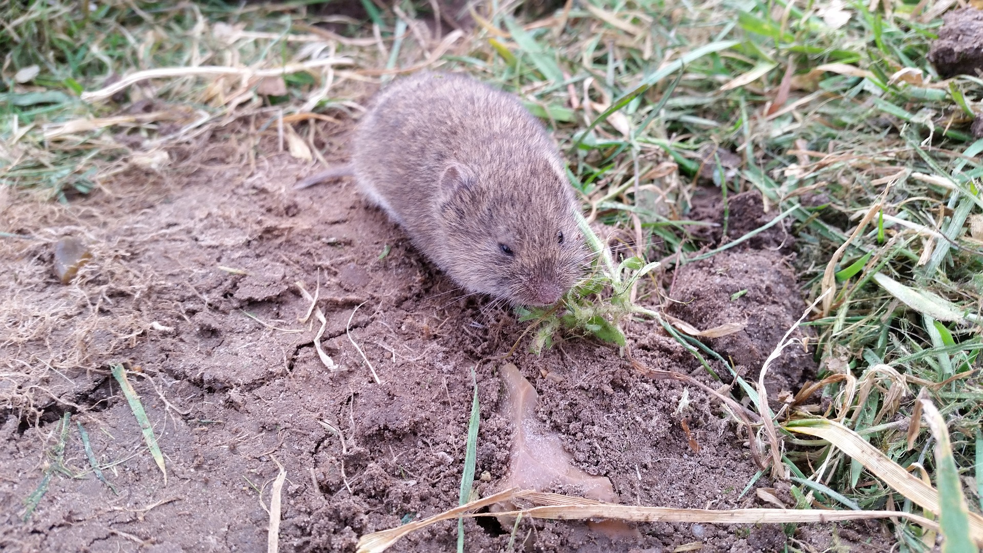 voles = voracious