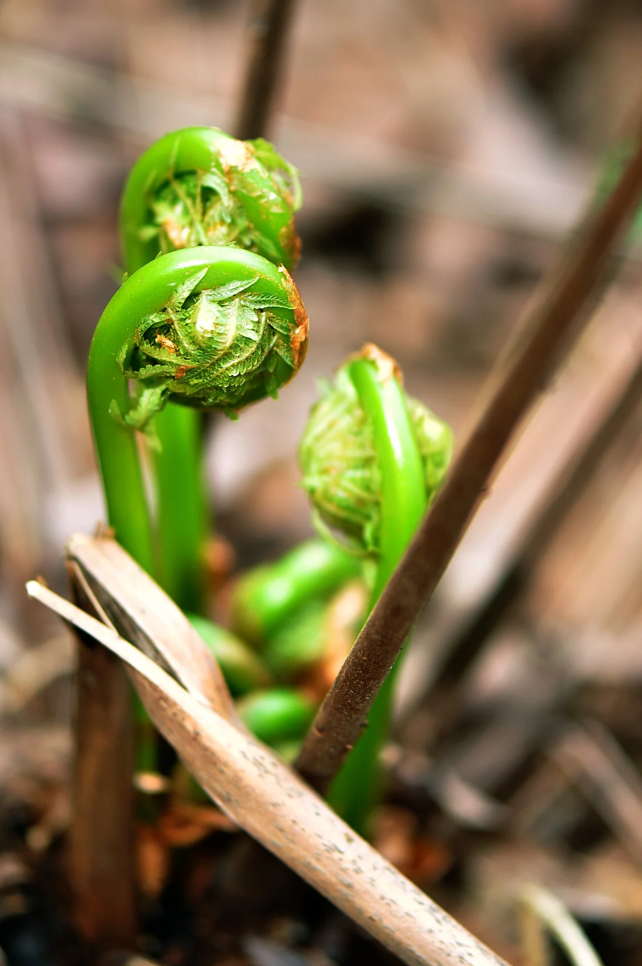 fiddlehead ferns