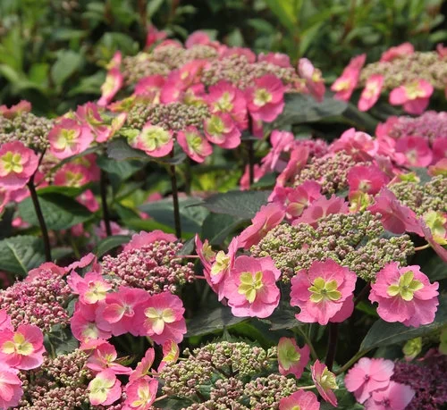 'Tuff Stuff' mountain hydrangea
