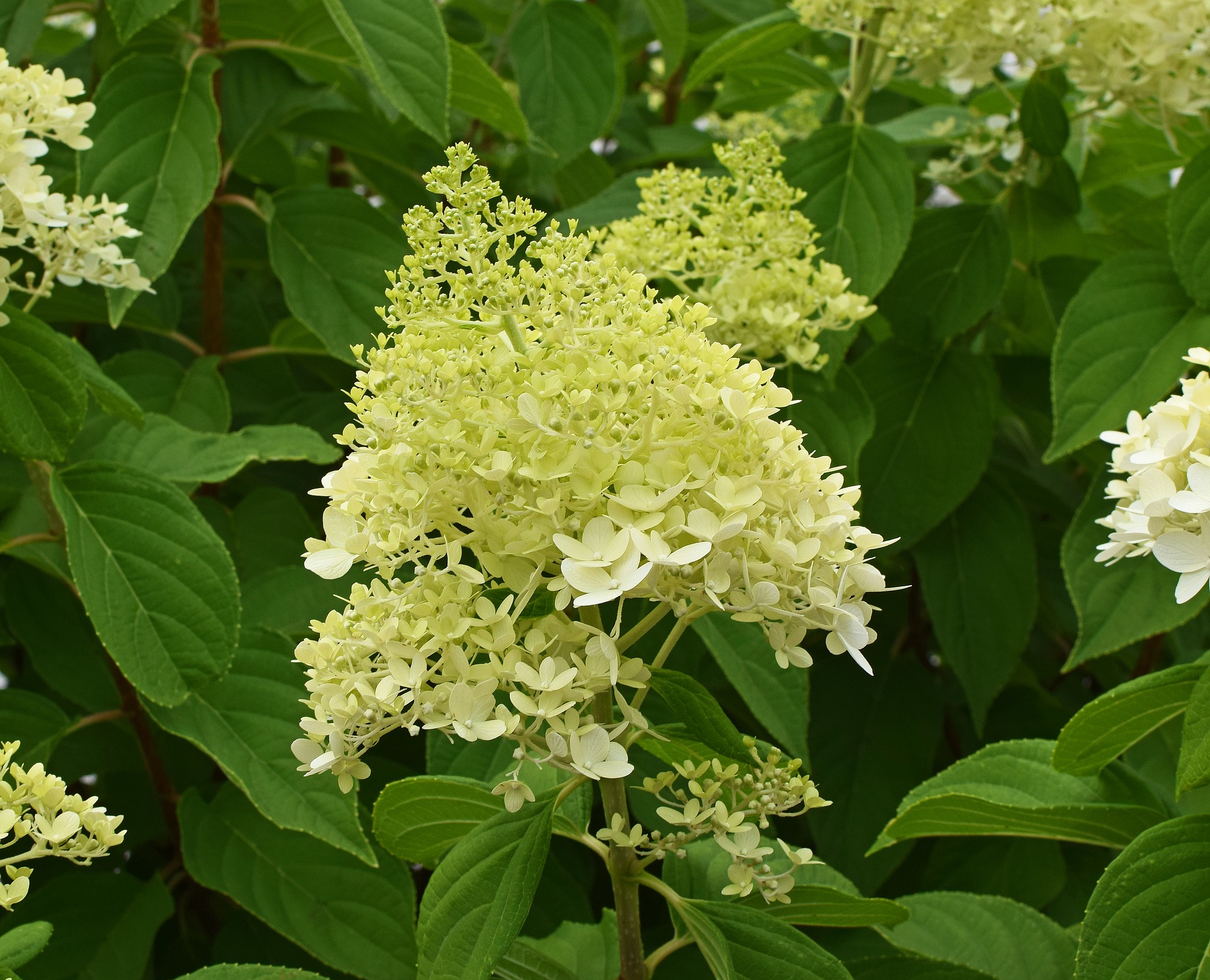 yellow-hydrangea-2476206_1920.jpg