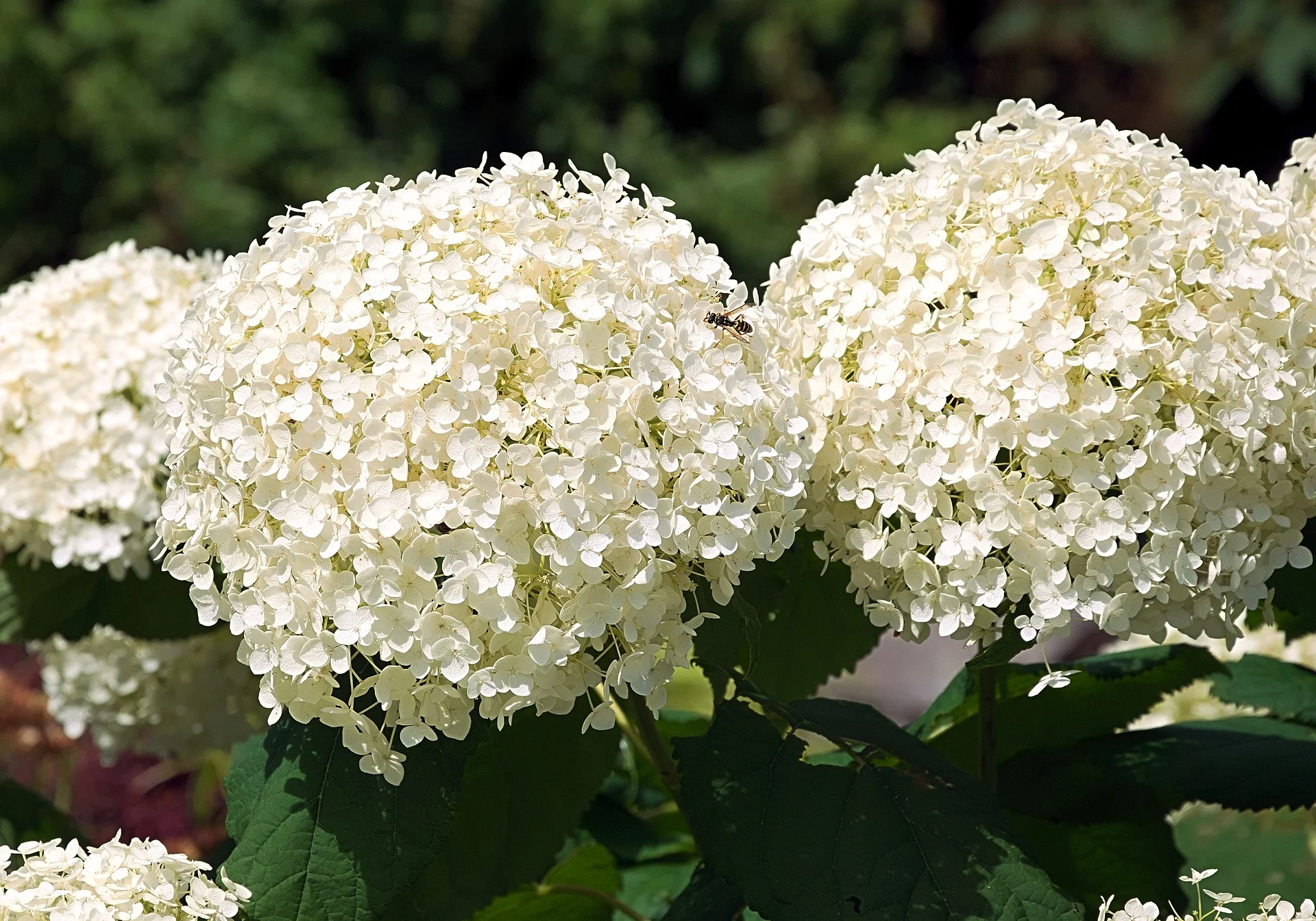 smooth hydrangea 'Annabelle'
