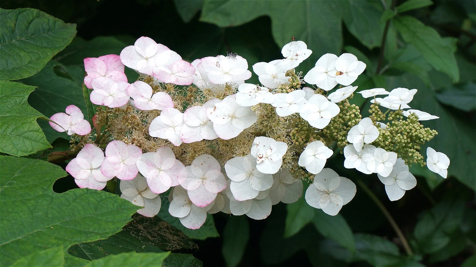 oakleaf hydrangea