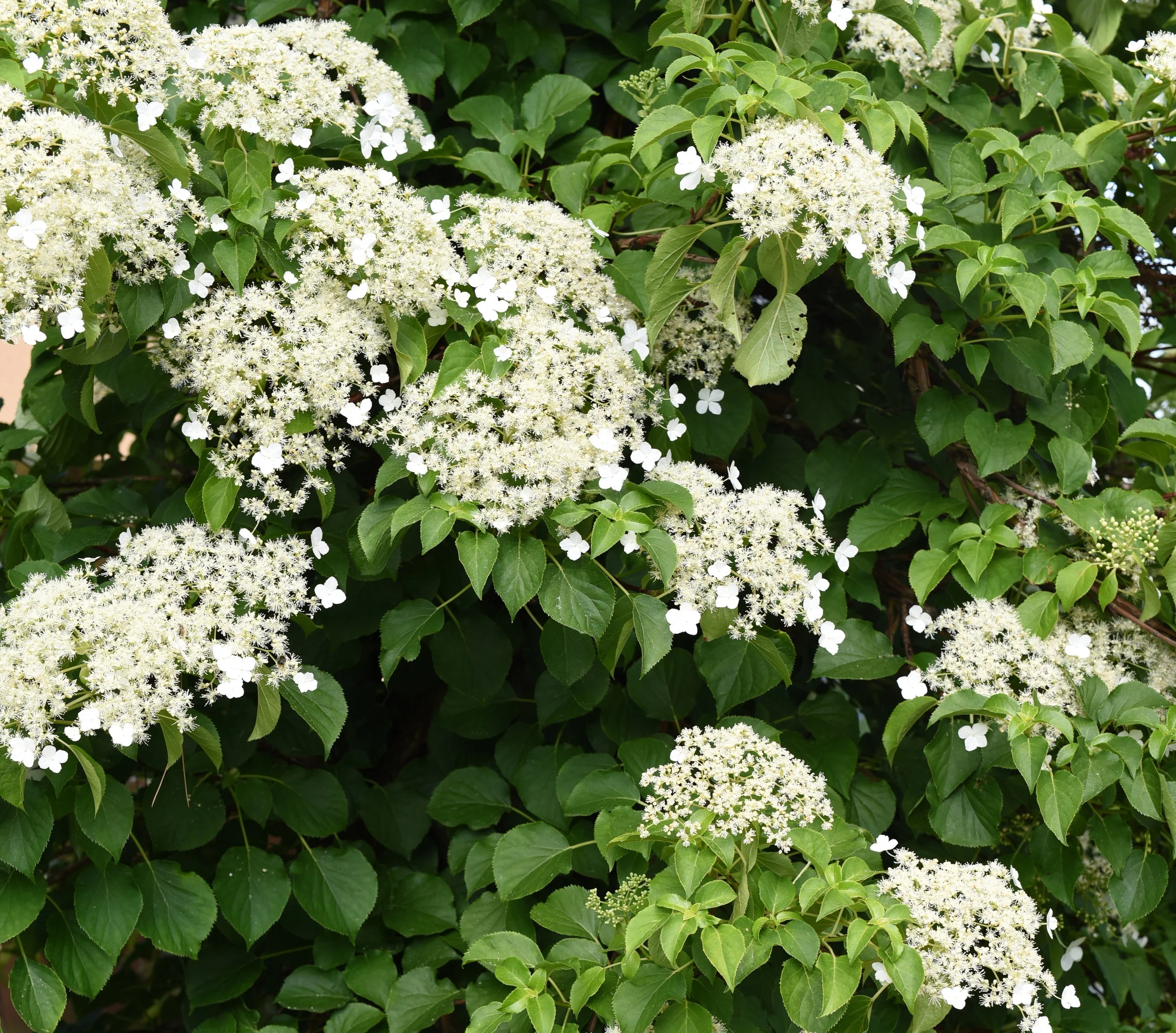 climbing hydrangea ( Hydrangea petiolaris) Photo by FactoryTh/iStock / Getty Images
