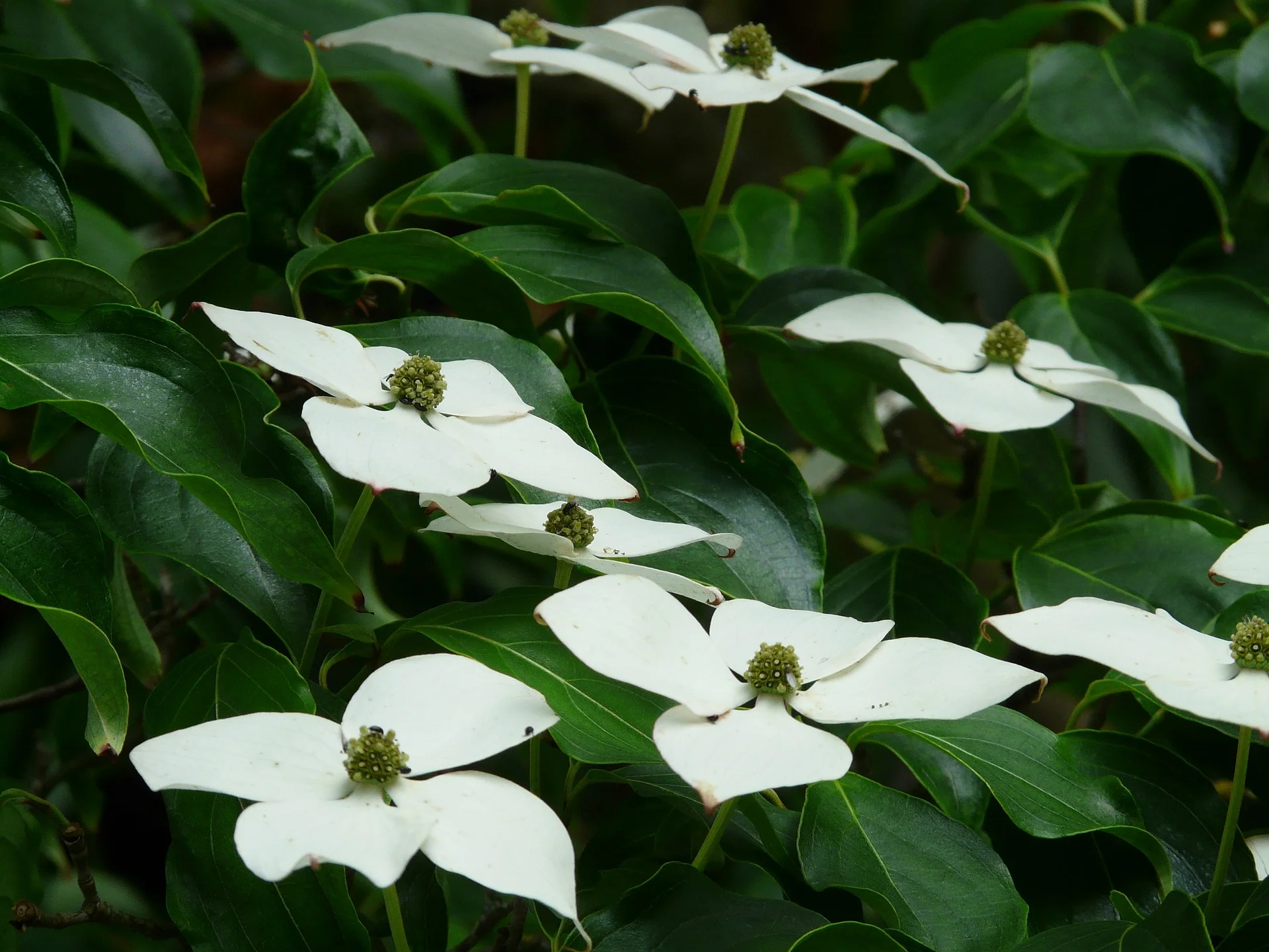 kousa dogwood