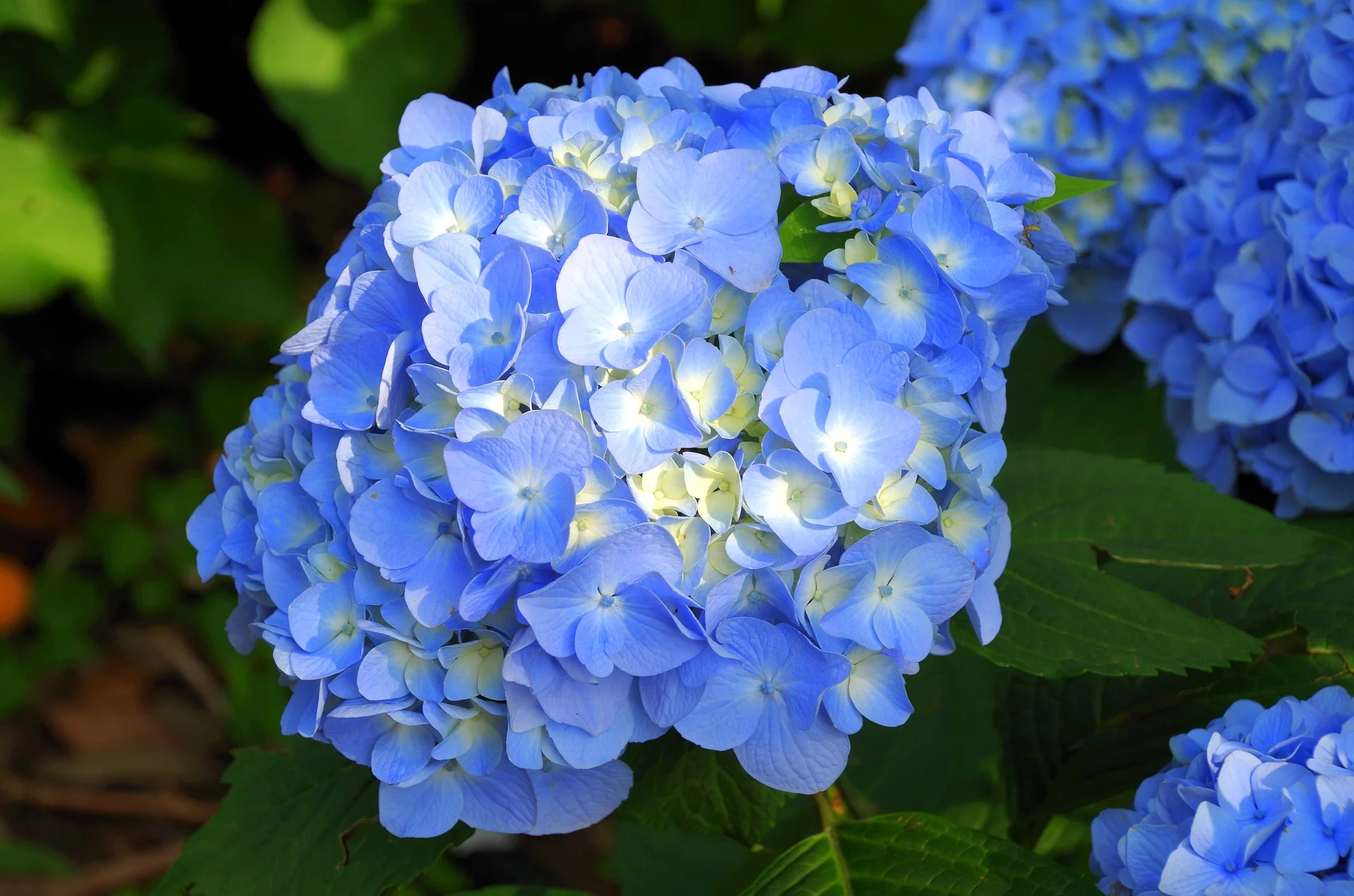 hydrangea guide: types, care, misconceptions