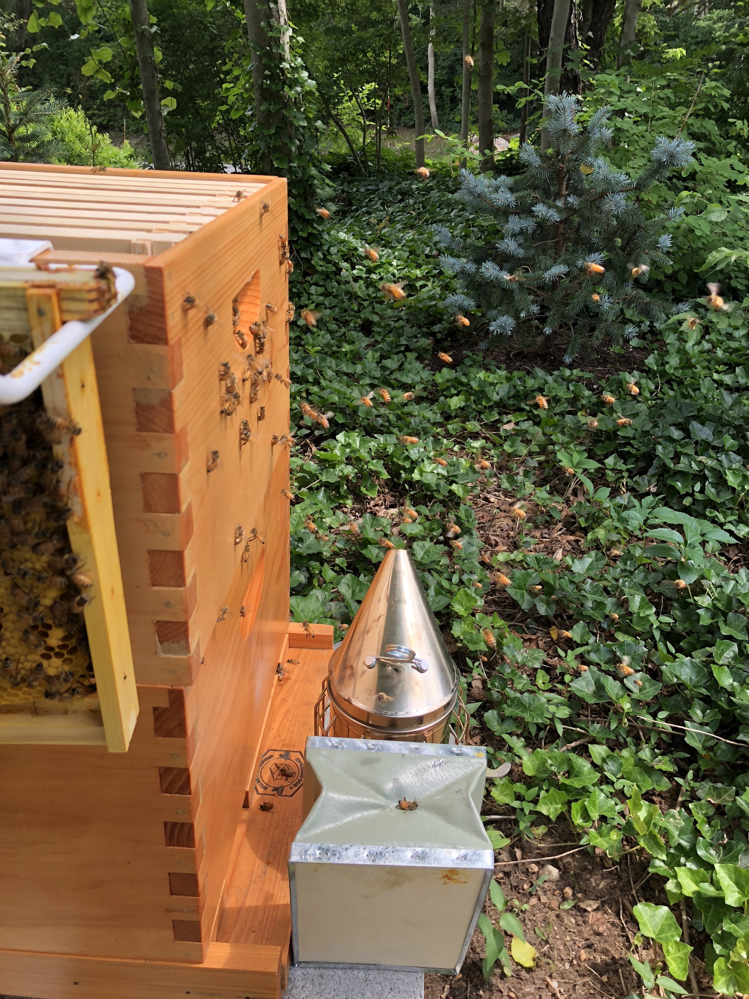 Into the hive