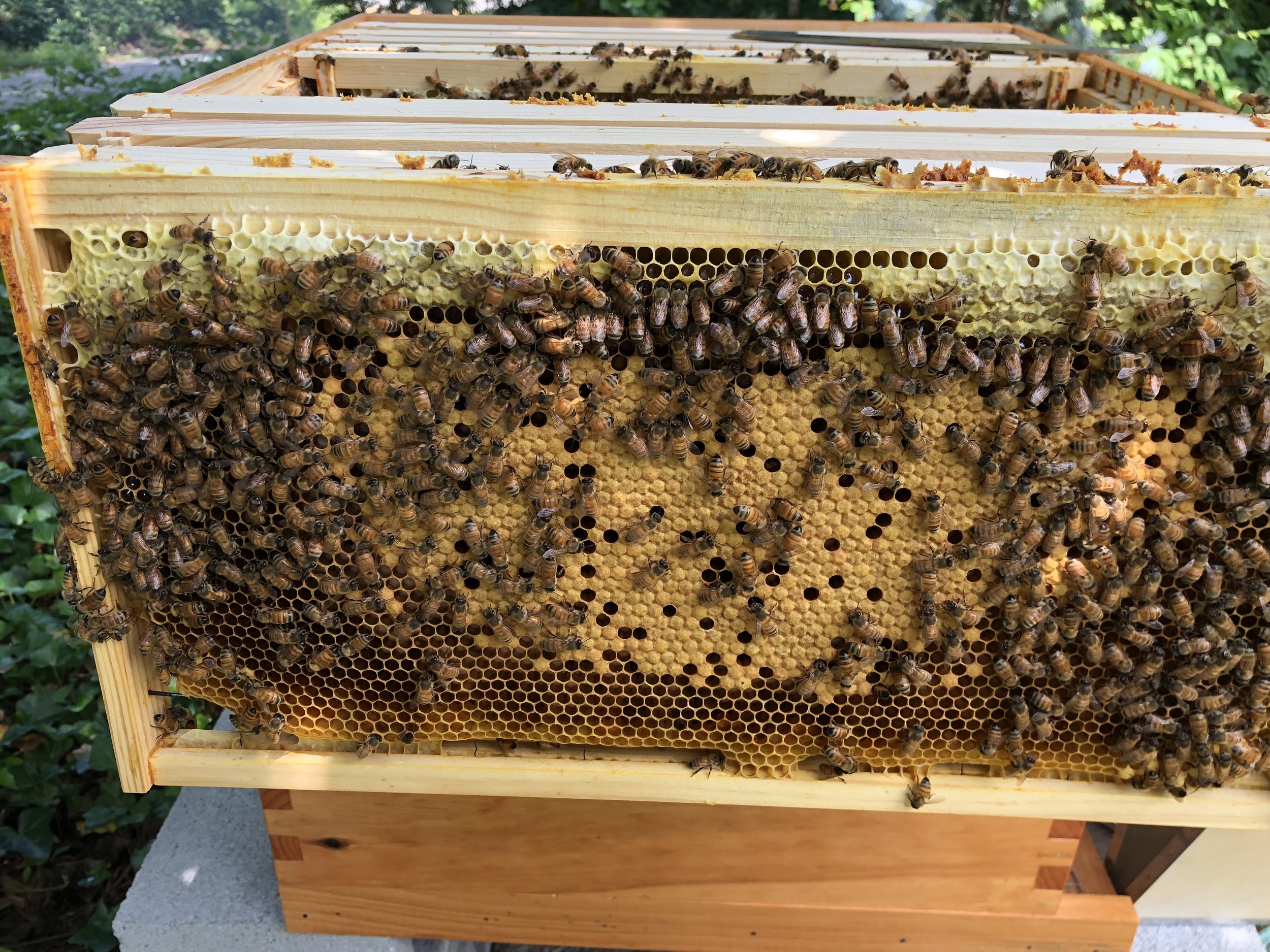 Brood comb