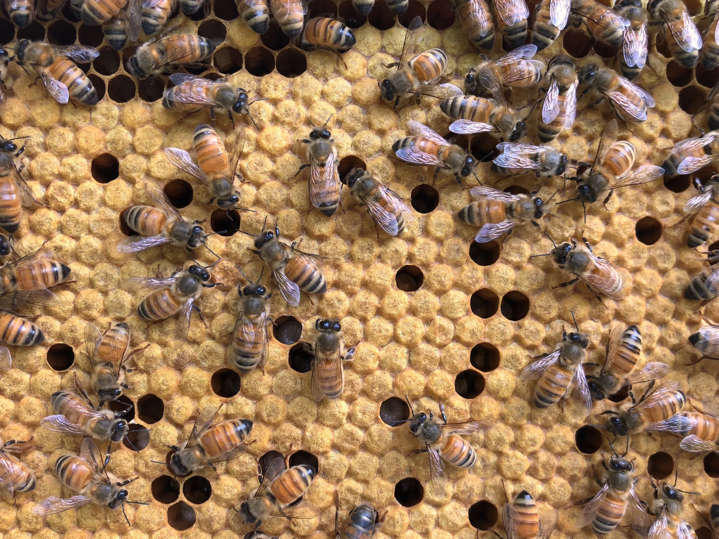 becoming a beekeeper