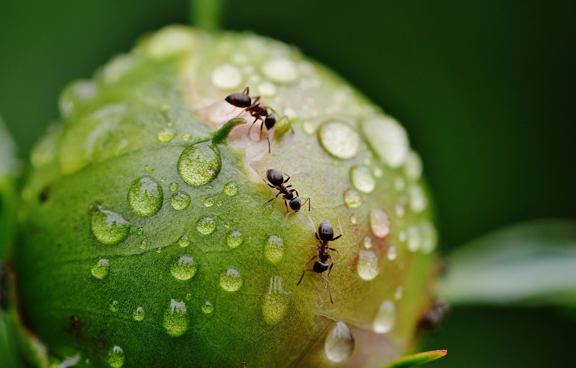 Ants will not cause any harm to peony blooms
