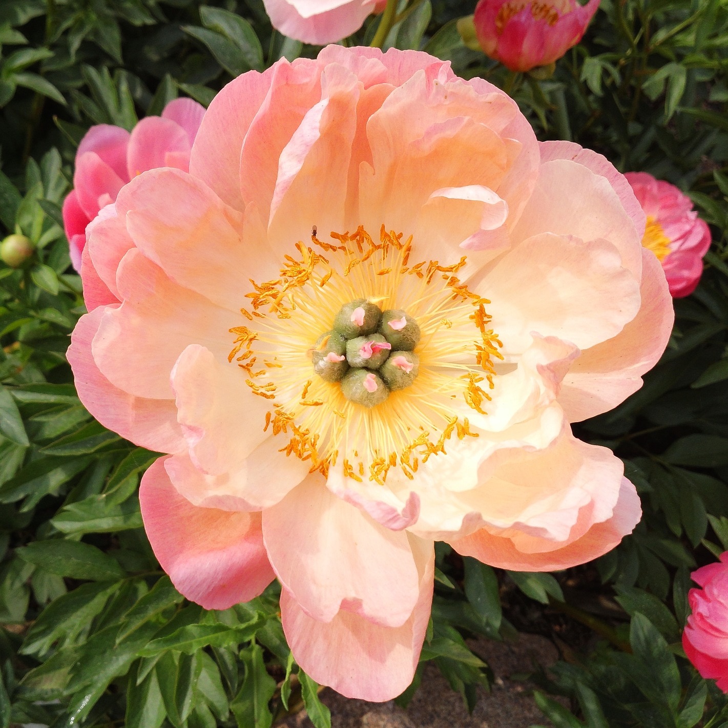 all about peonies