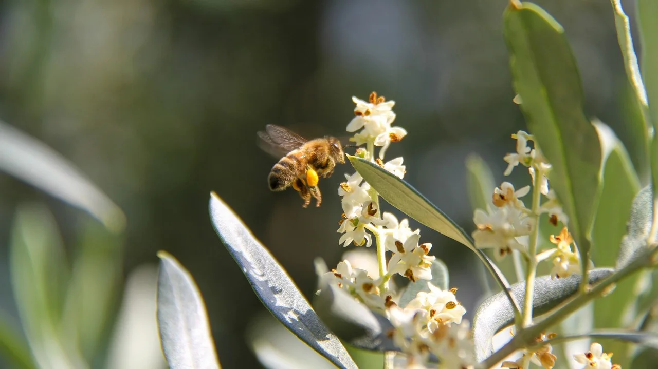 Honeybee gathering pollen.