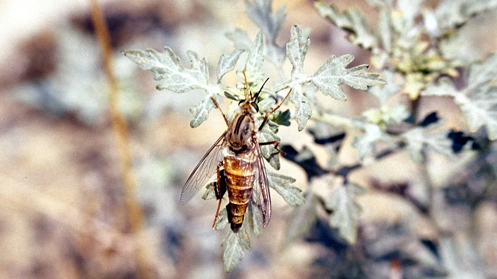 Delhi Sands fly. Photo by Marjorie Nelson
