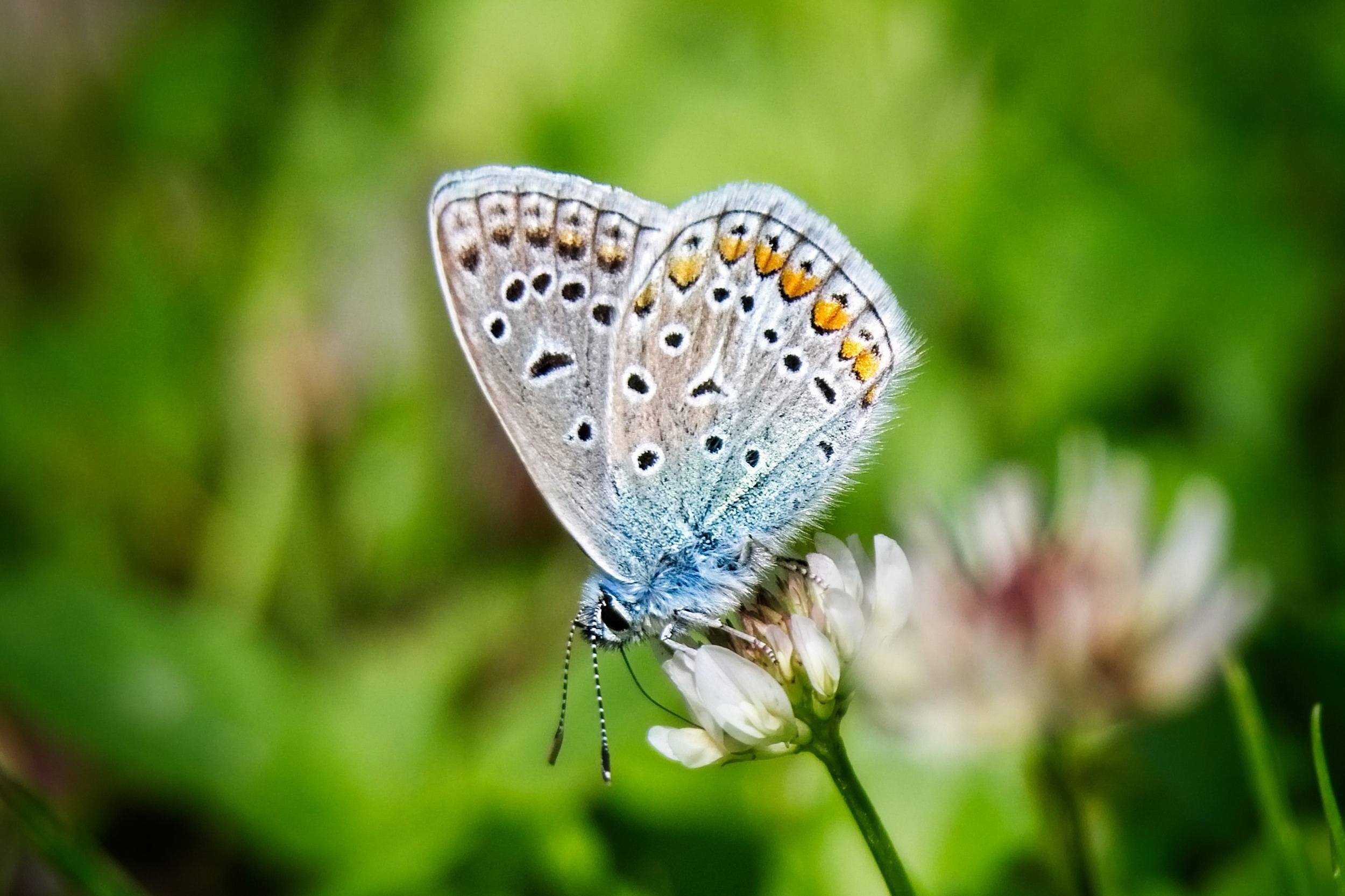 the importance of pollinators