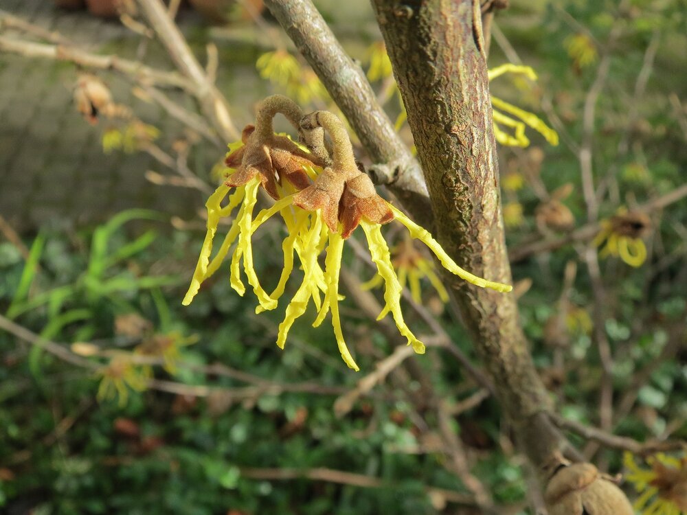 hamamelis-virginiana-850735_1920.jpg