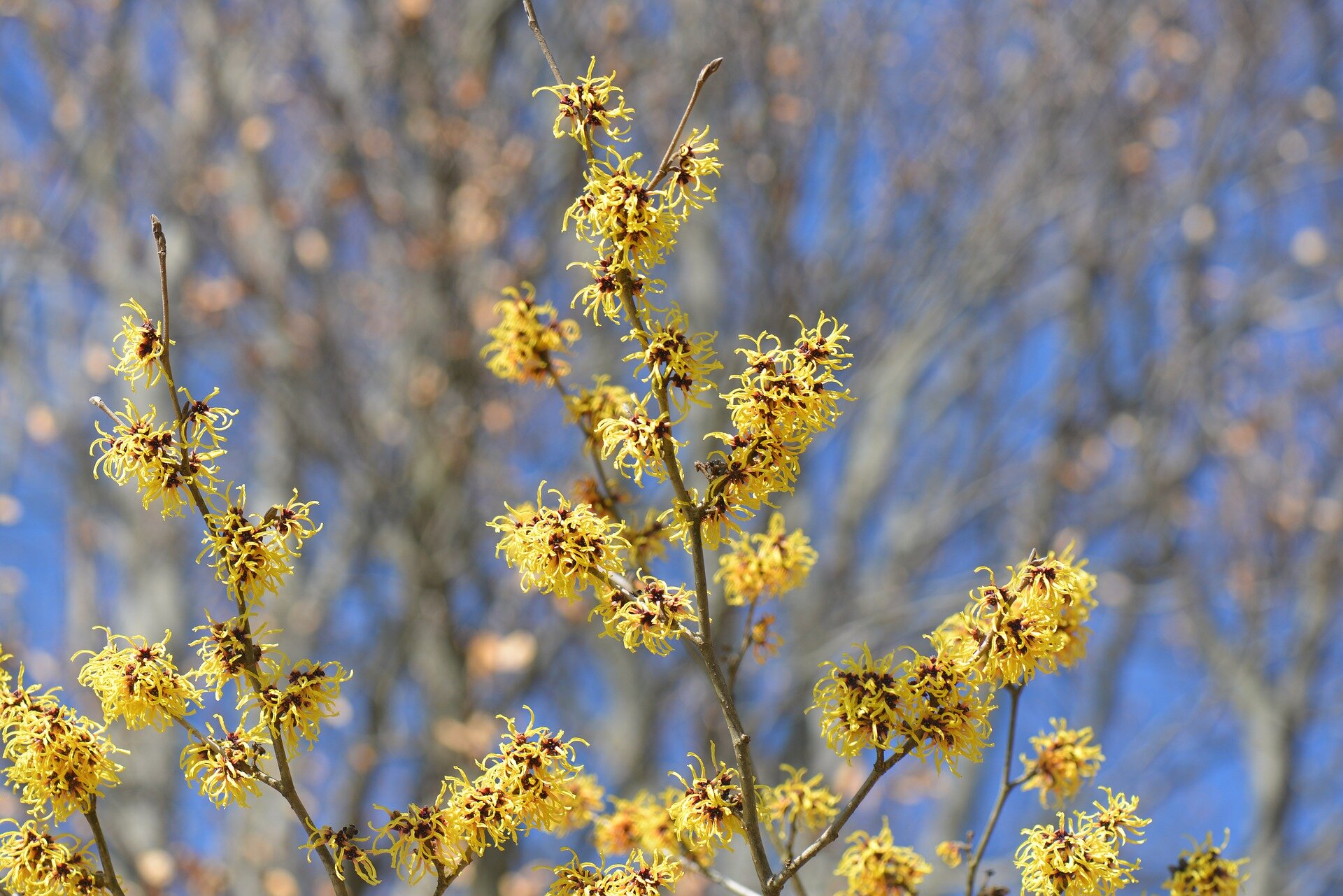 witch-hazel-4788895_1920.jpg