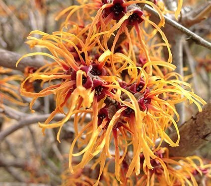 witch hazel jelena WFF.jpeg