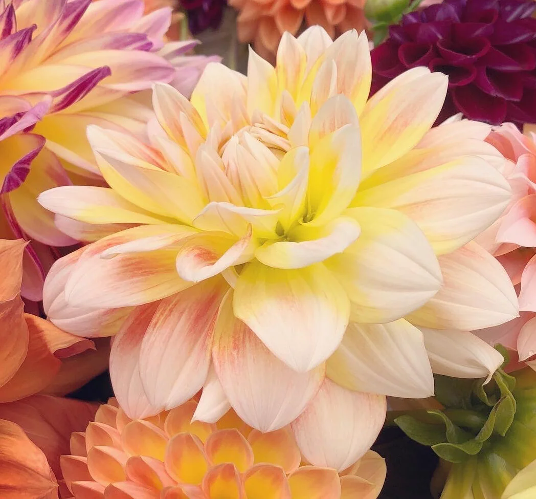 Peaches and Cream Dahlia Tuber