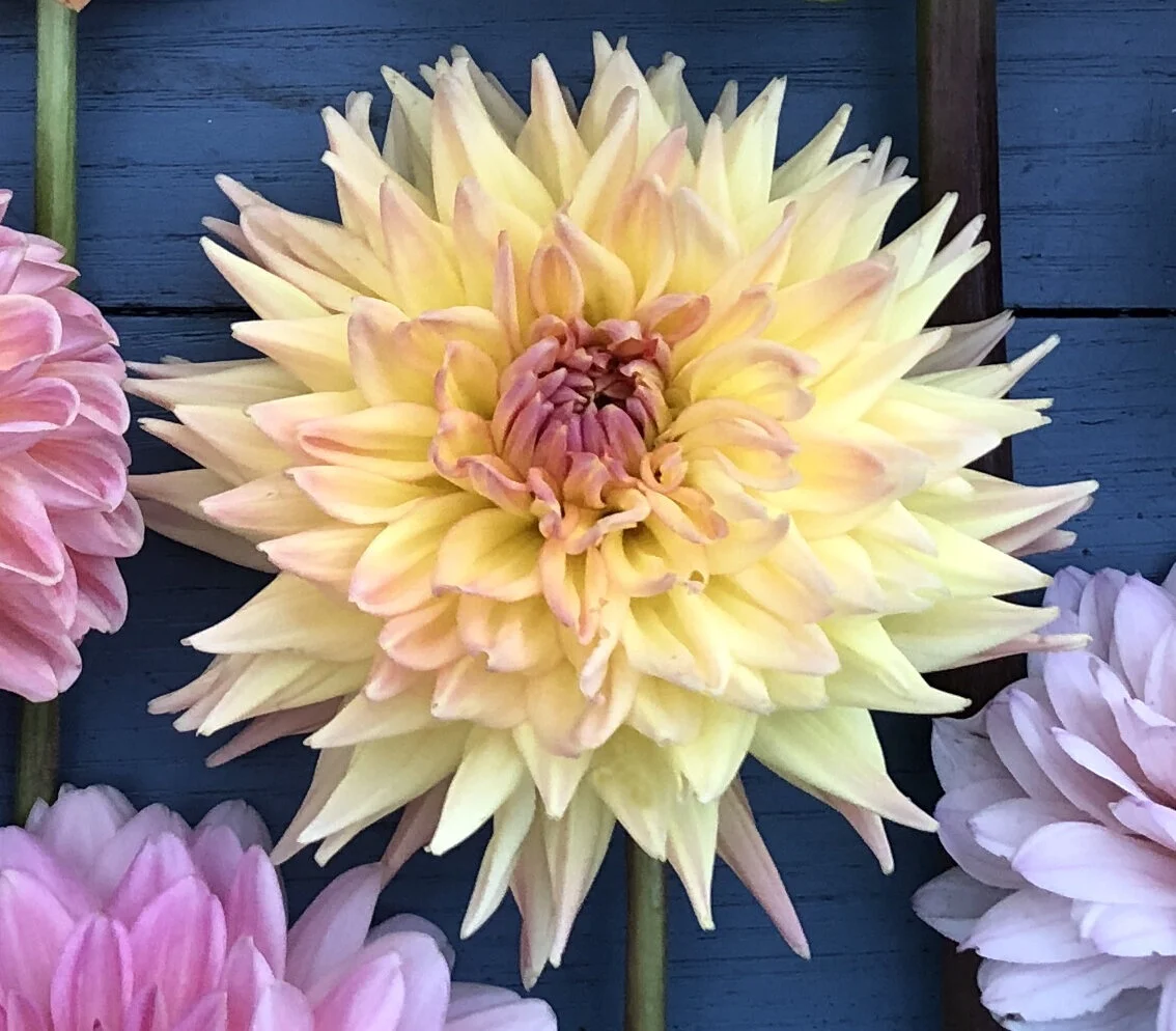 Cabana Banana Dahlia Tuber