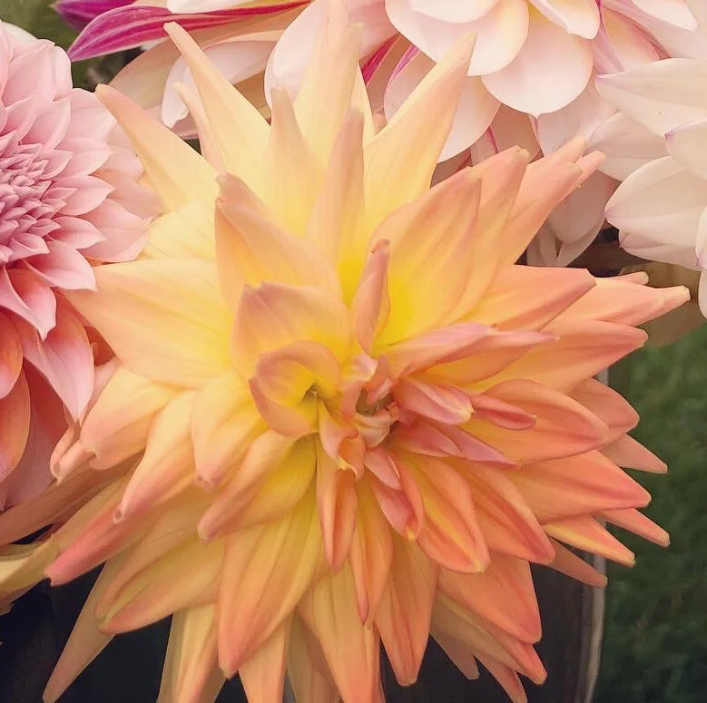 Melody Dora Dahlia Tuber