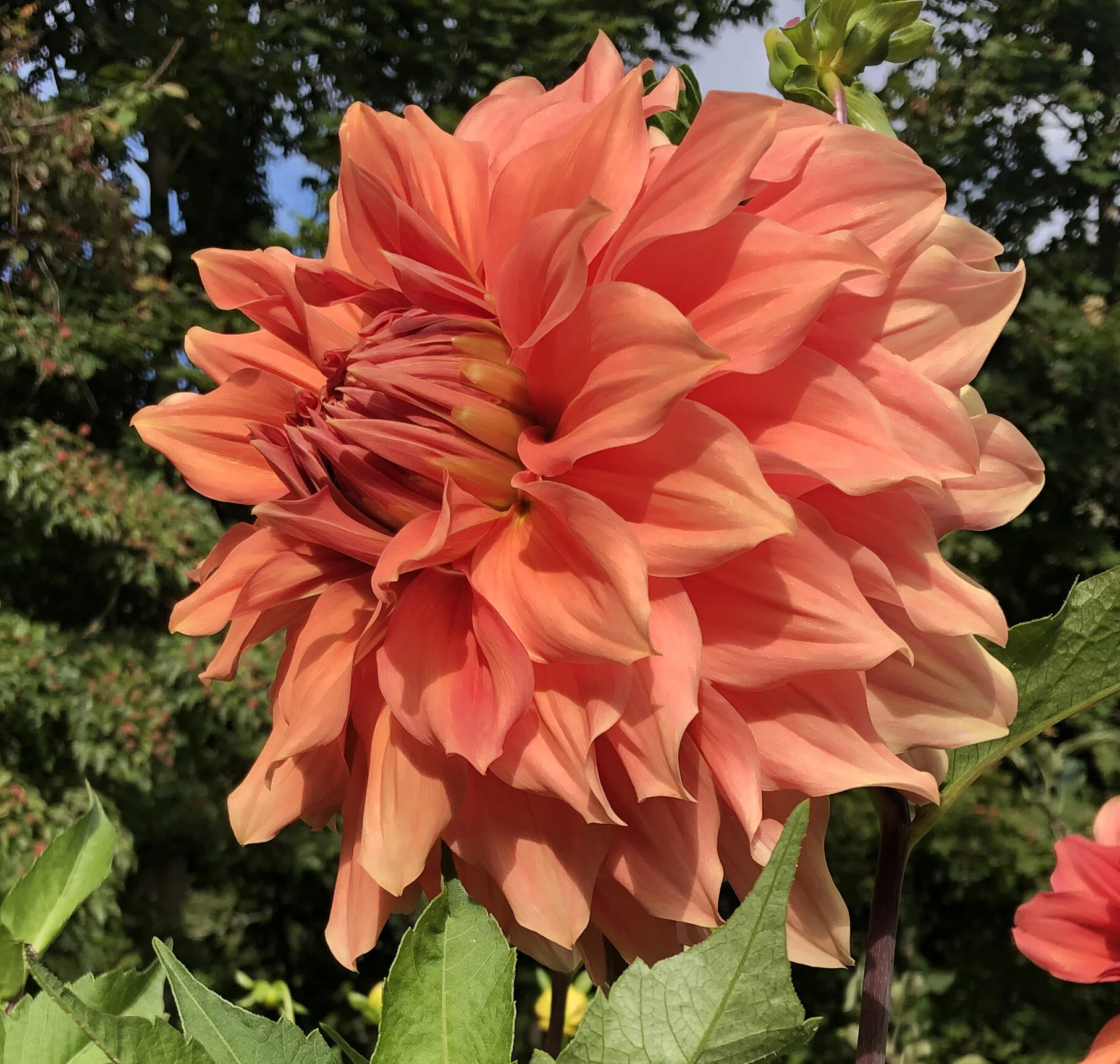 Ben Huston Dahlia Tuber