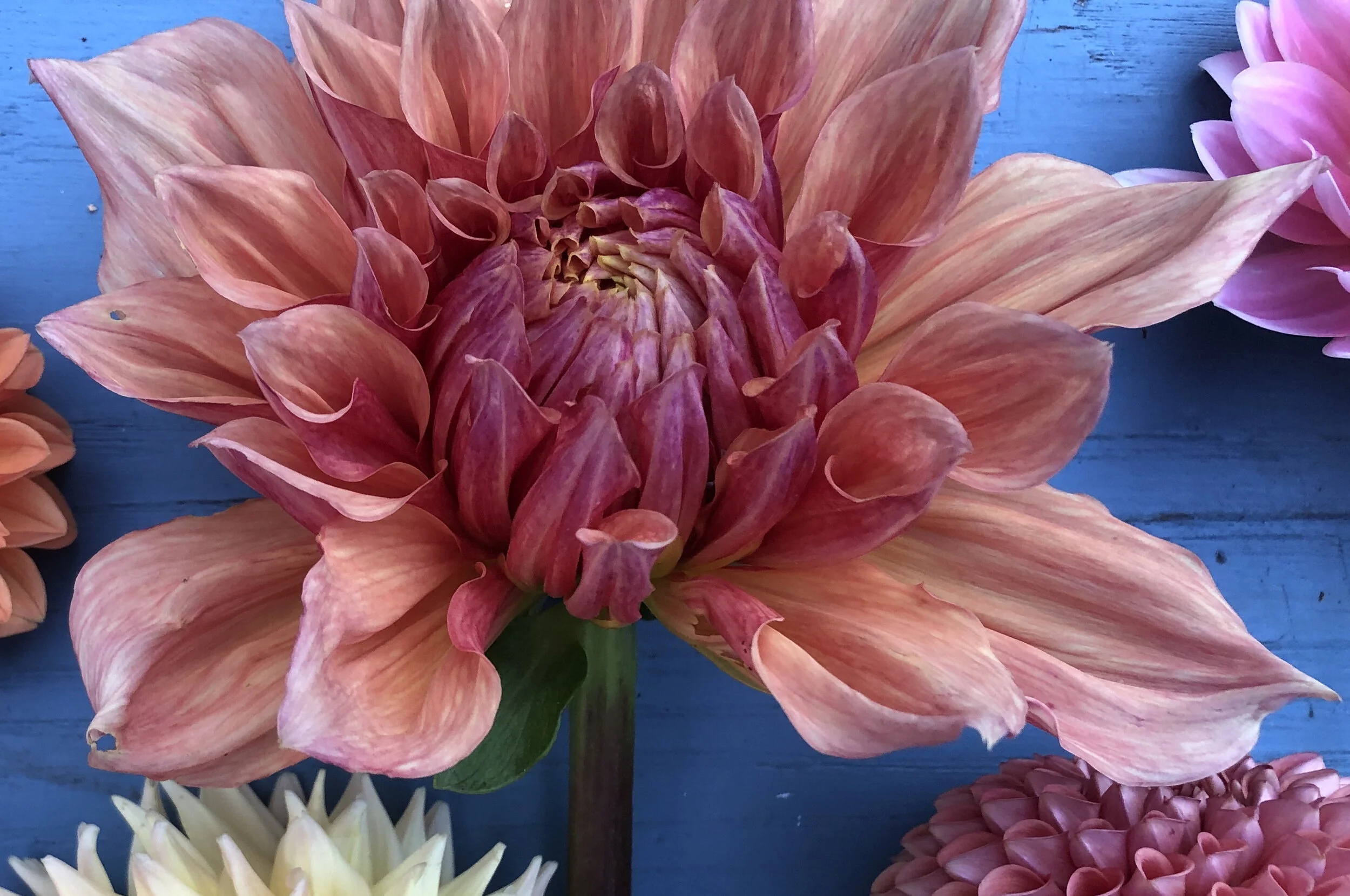 Sierra Glow Dahlia Tuber