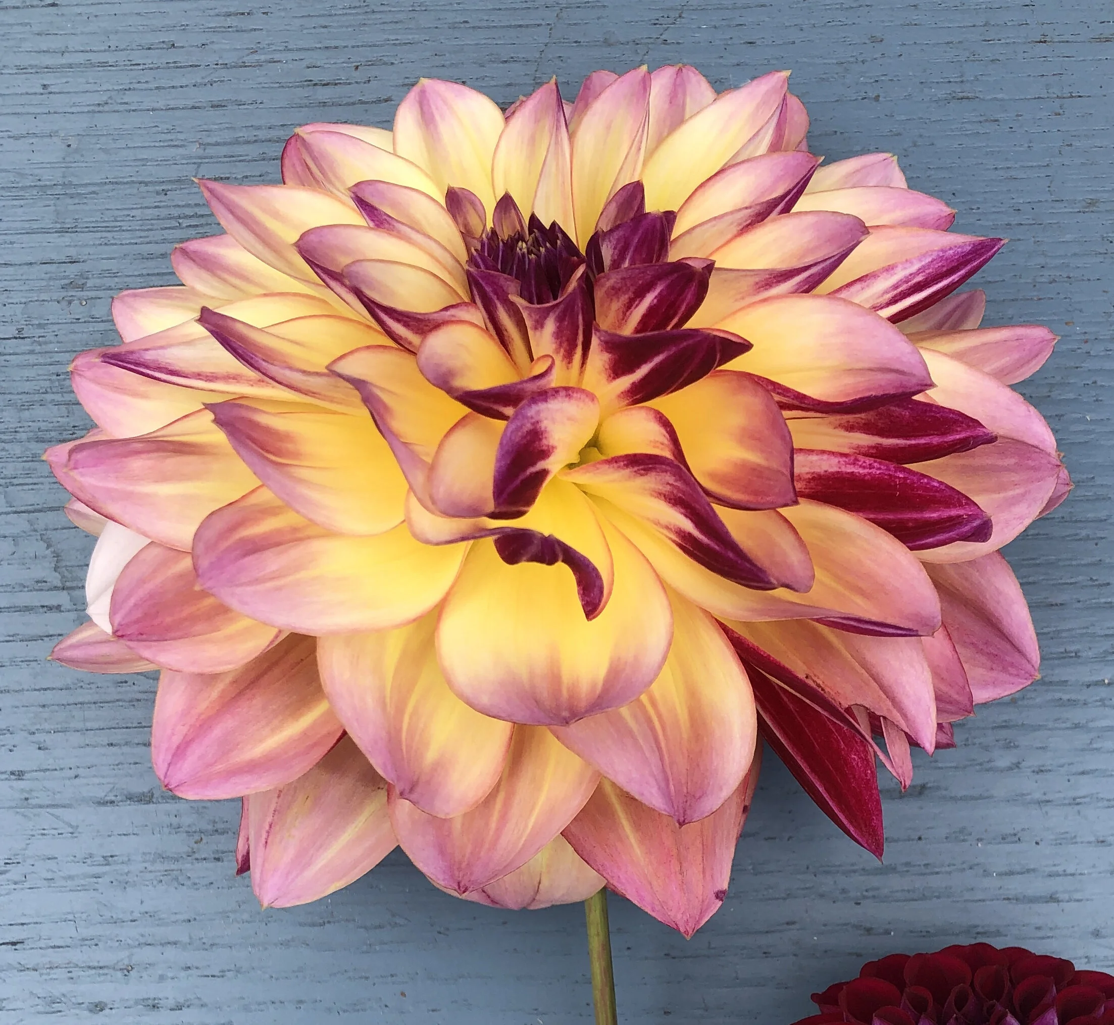 Caribbean Fantasy Dahlia Tuber