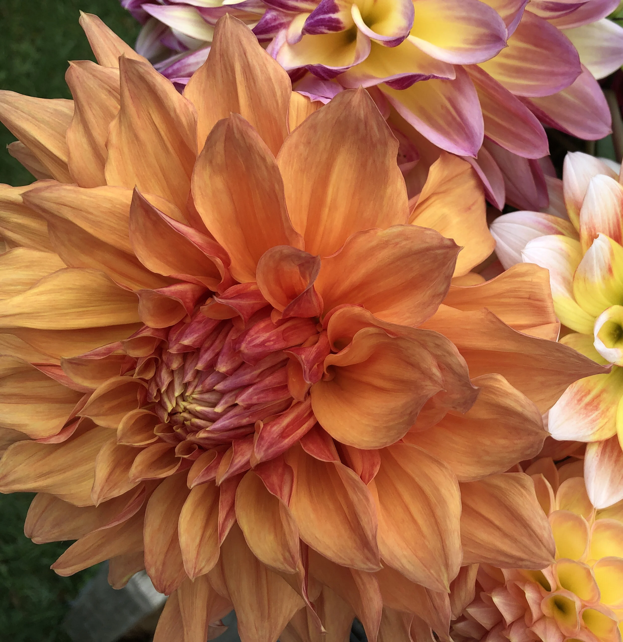 Steve Meggos Dahlia Tuber