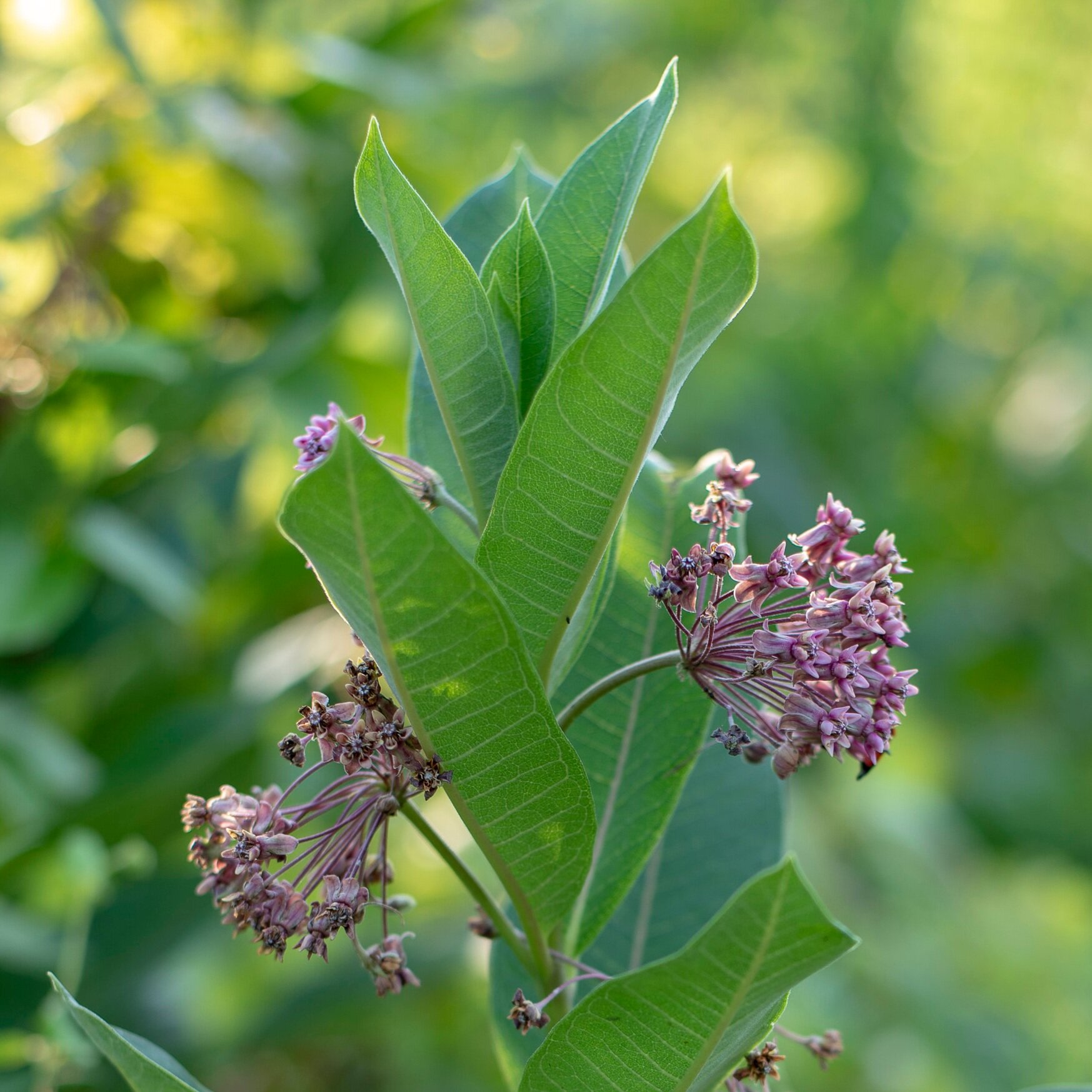 Blacklick_Woods_-_Asclepias_incarnata_1.jpg