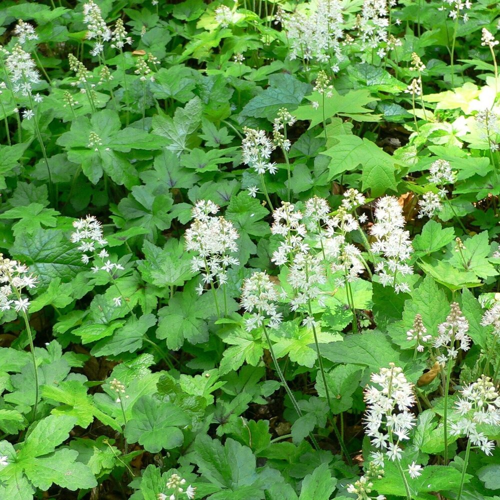 Tiarella_cordifolia1.jpg