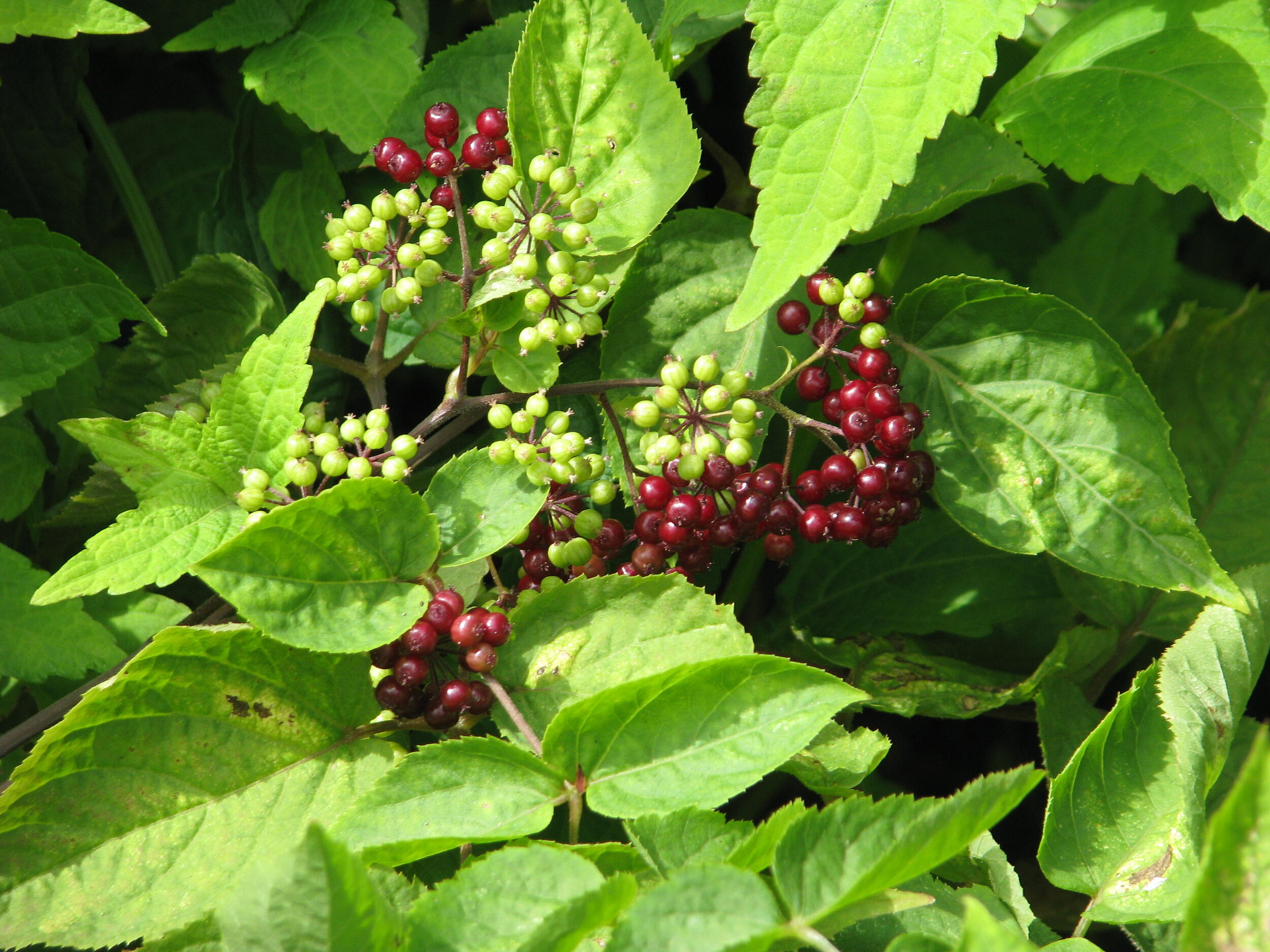 Aralia_racemosa,_probably_(14842886269).jpg