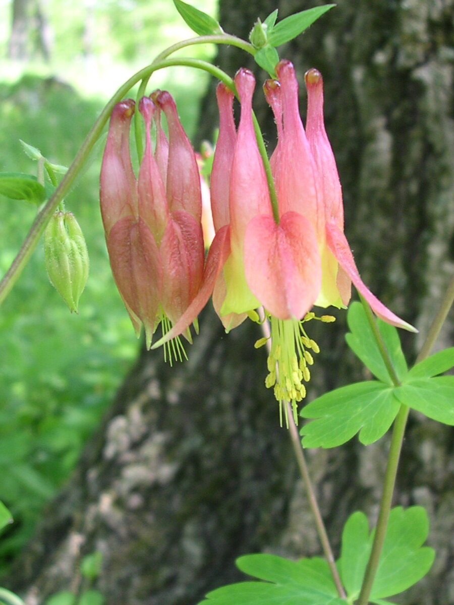 Wild_Columbine%2C_Red_Columbine_%28Aquilegia_canadensis%29_-_Flickr_-_Jay_Sturner.jpg