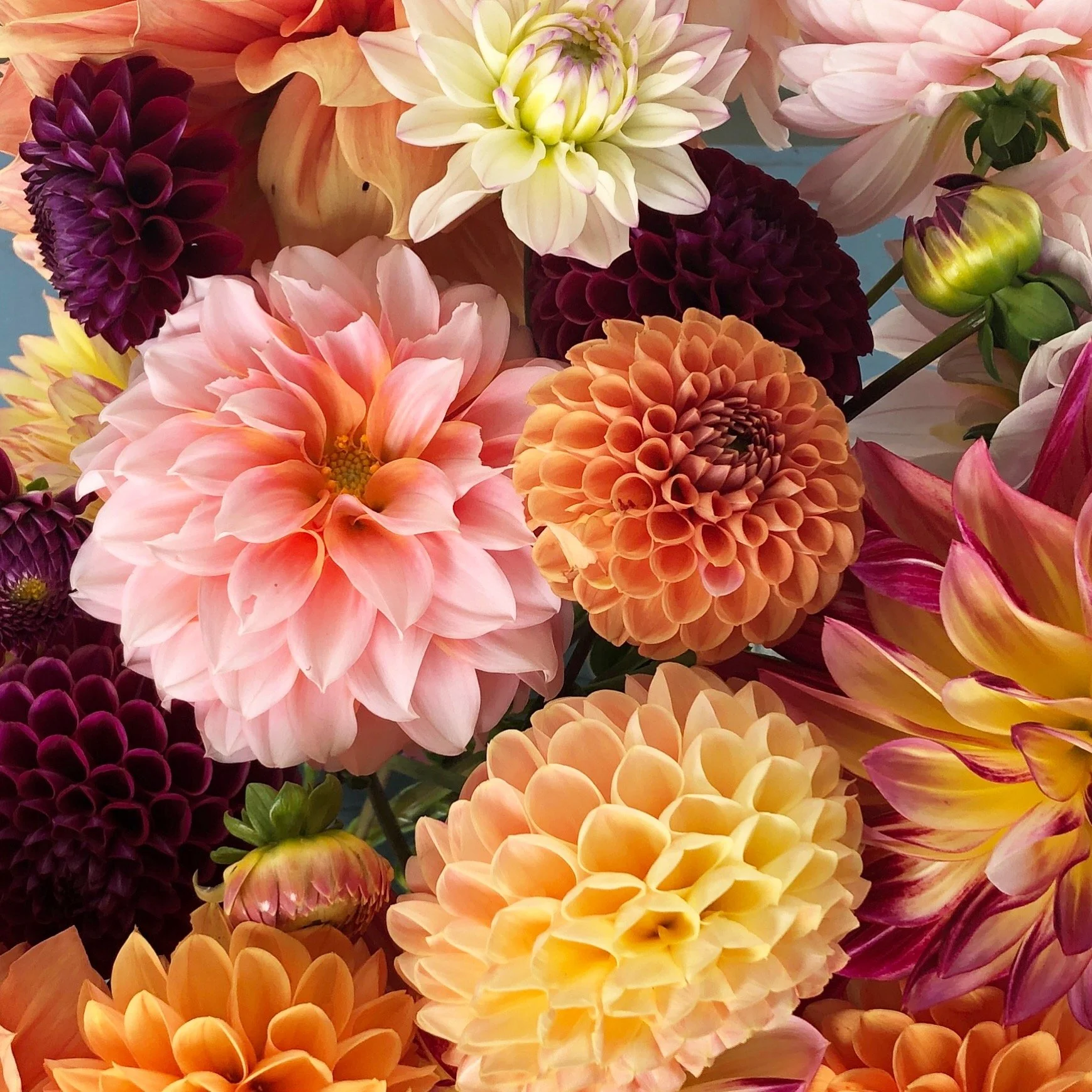 dahlias and the late summer garden