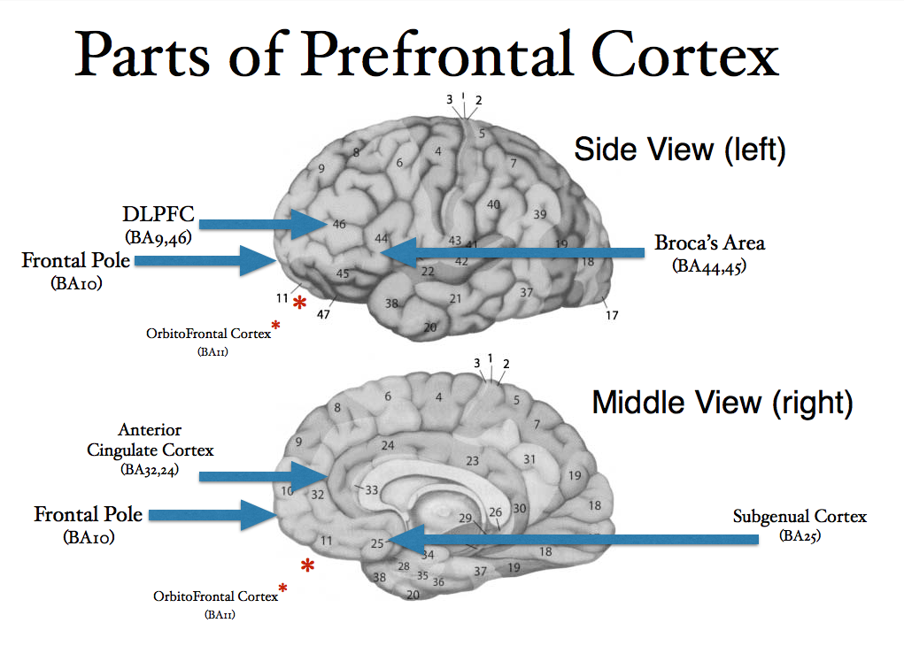 Diagrama Do Cortex Pre Frontal 1600x900