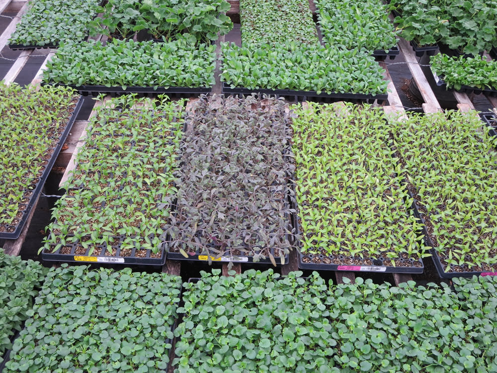 Greenhouse 2014 008.jpg