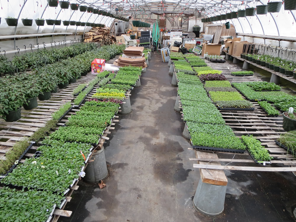 Greenhouse 2014 006.jpg