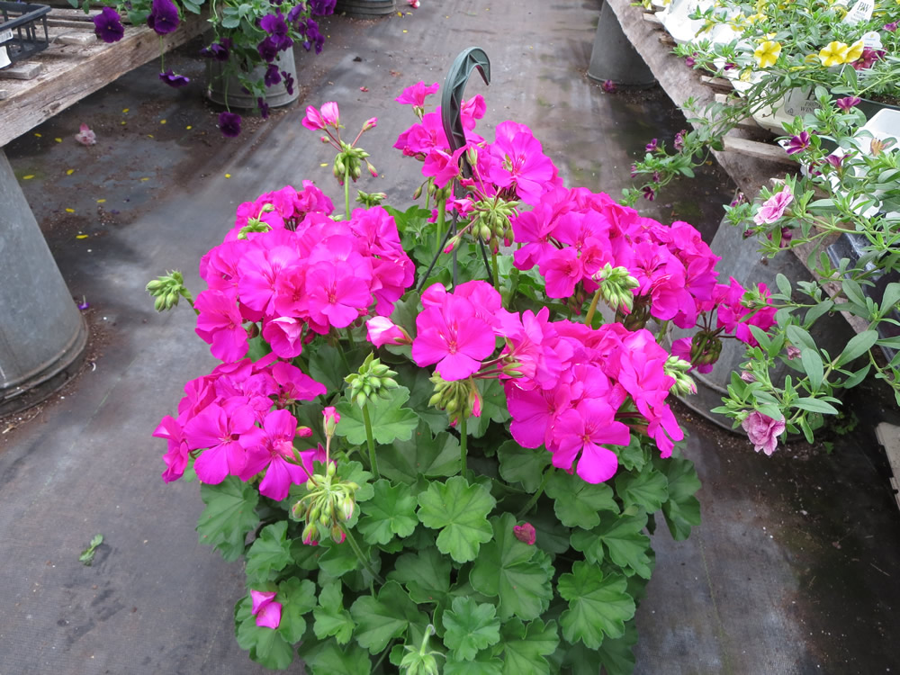 Spring 2014 036.jpg