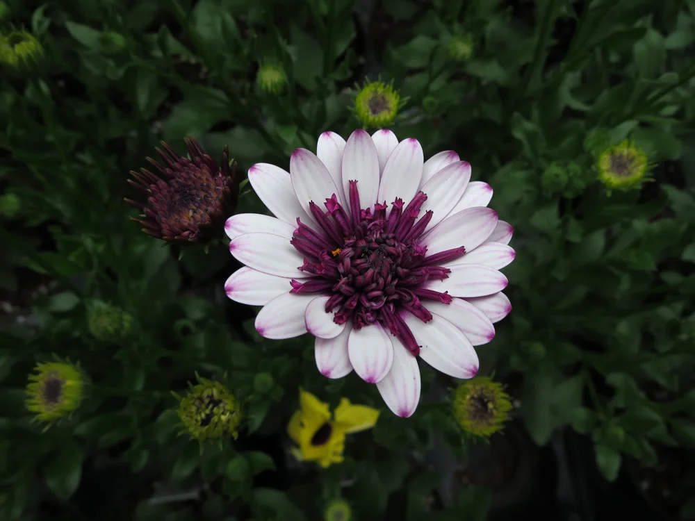 Robert Linck and flowers 006.jpg