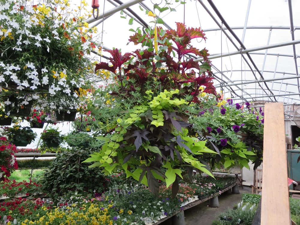 Robert Linck and flowers 003.jpg