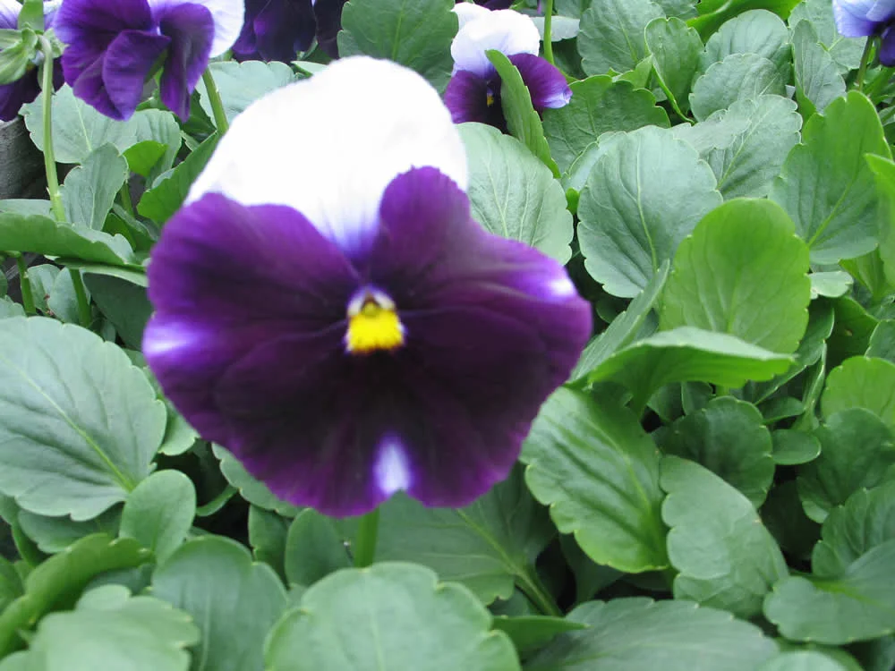 Flowers and Many and Kirk 011.jpg