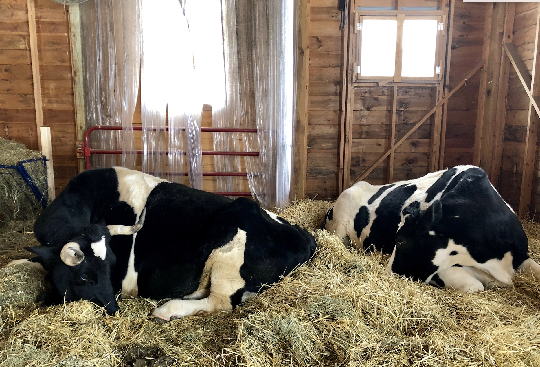 Screen Shot 2019-02-16 at 8.51.38 PM.png