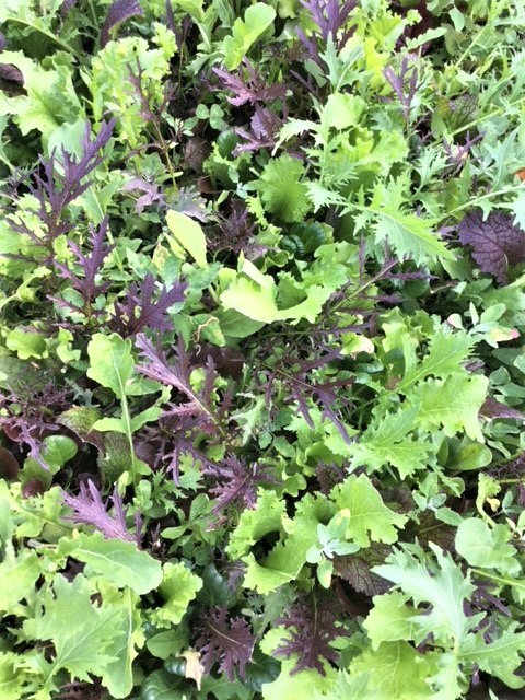 mesclun mix.jpg